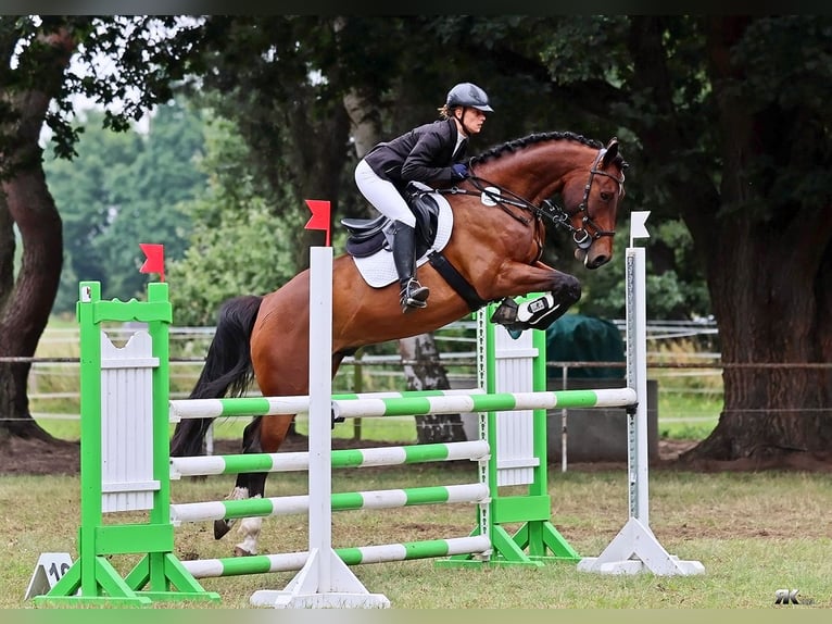 Polnisches Sportpferd Wallach 10 Jahre 170 cm Brauner in Berlin