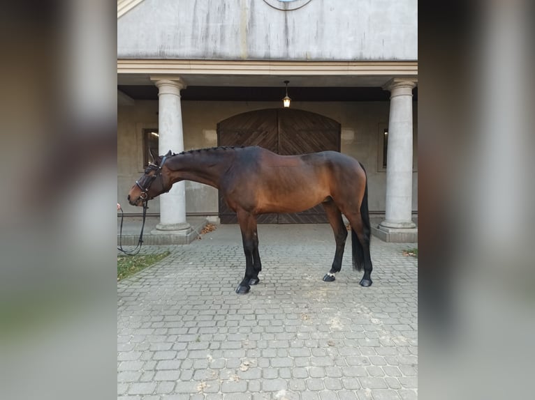 Polnisches Sportpferd Wallach 10 Jahre 172 cm Dunkelbrauner in Lisówek