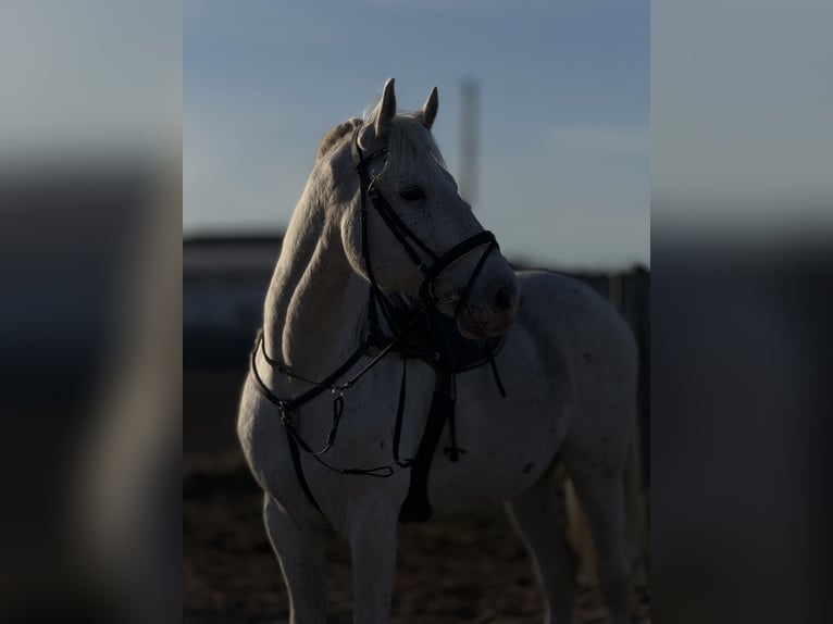 Polnisches Sportpferd Wallach 10 Jahre 180 cm Fliegenschimmel in Biała Podlaska