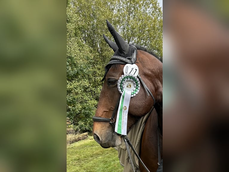 Polnisches Sportpferd Wallach 11 Jahre 160 cm Brauner in Mainleus