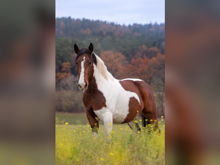Polnisches Sportpferd Wallach 11 Jahre 160 cm Schecke in Mainleus