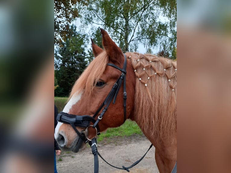 Polnisches Sportpferd Wallach 11 Jahre 160 cm Schecke in Mainleus