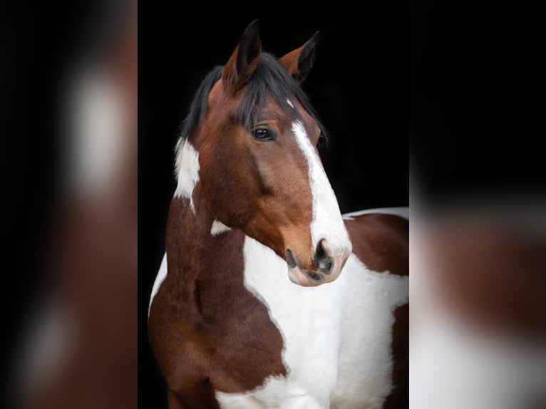 Polnisches Sportpferd Wallach 11 Jahre 160 cm Schecke in Mainleus