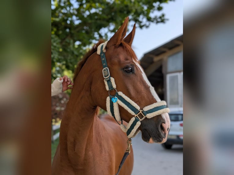 Polnisches Sportpferd Wallach 11 Jahre 161 cm Fuchs in Neuried