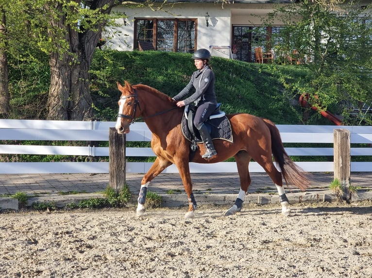 Polnisches Sportpferd Wallach 11 Jahre 161 cm Fuchs in Neuried