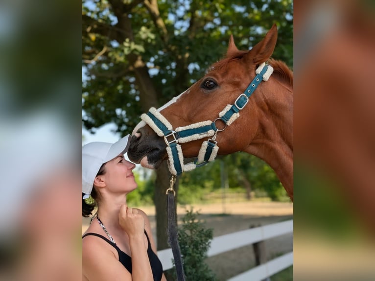 Polnisches Sportpferd Wallach 11 Jahre 161 cm Fuchs in Neuried