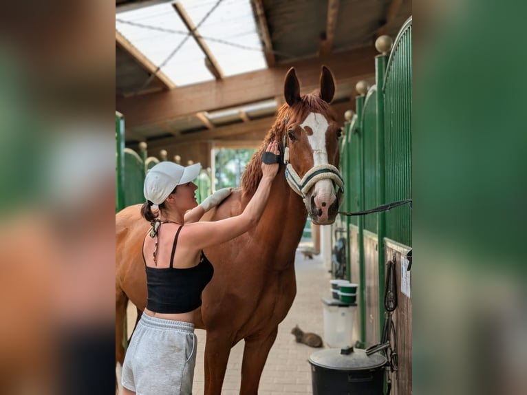 Polnisches Sportpferd Wallach 11 Jahre 161 cm Fuchs in Neuried