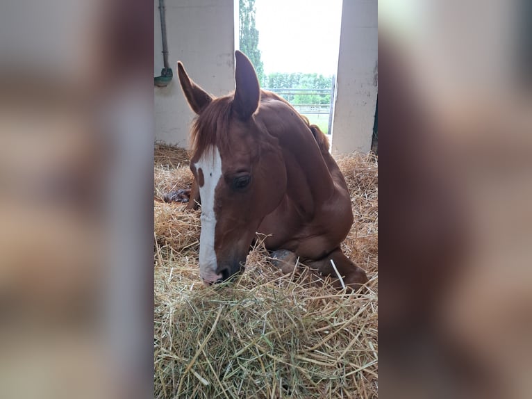 Polnisches Sportpferd Wallach 11 Jahre 161 cm Fuchs in Neuried