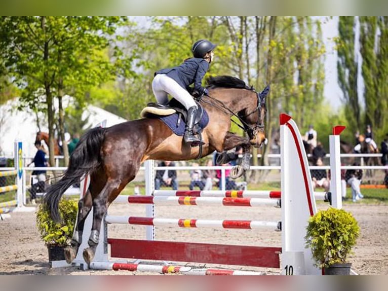 Polnisches Sportpferd Wallach 11 Jahre 167 cm Dunkelbrauner in Sandomierz