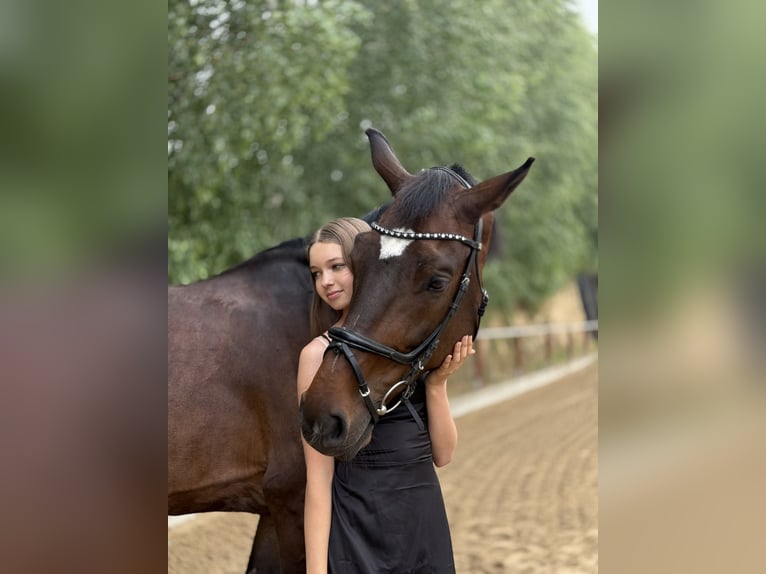 Polnisches Sportpferd Wallach 11 Jahre 167 cm Dunkelbrauner in Sandomierz
