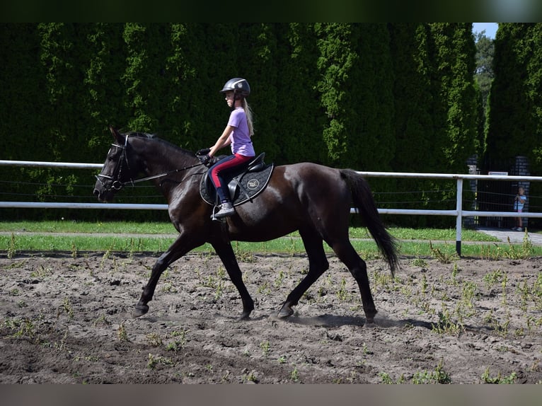 Polnisches Sportpferd Wallach 11 Jahre 167 cm Rappe in Chelmno