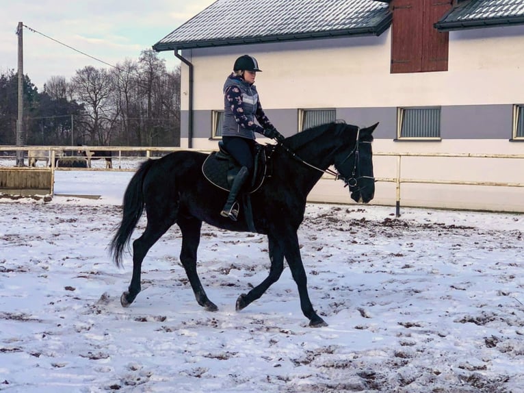 Polnisches Sportpferd Wallach 11 Jahre 167 cm Schwarzbrauner in Chelmno