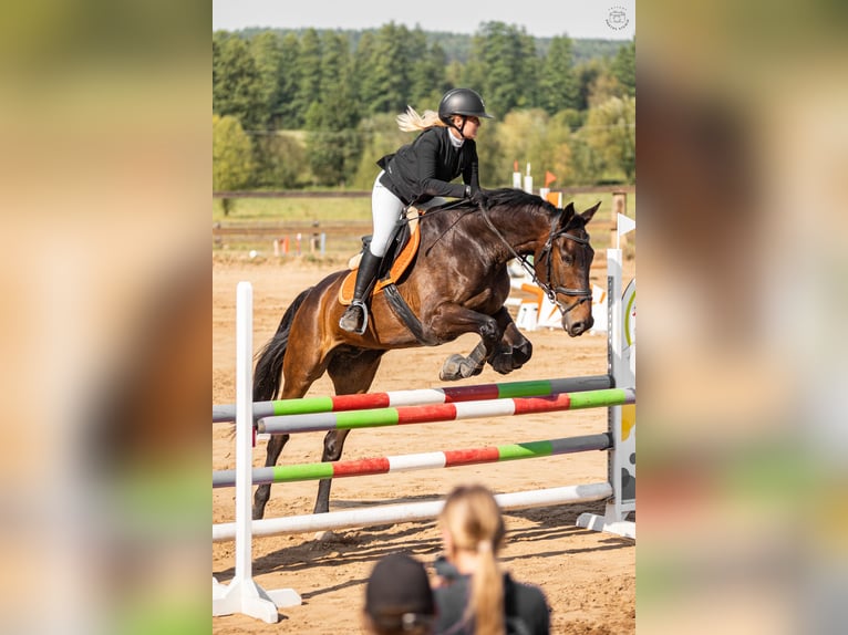 Polnisches Sportpferd Wallach 11 Jahre 170 cm Dunkelbrauner in Kopcd