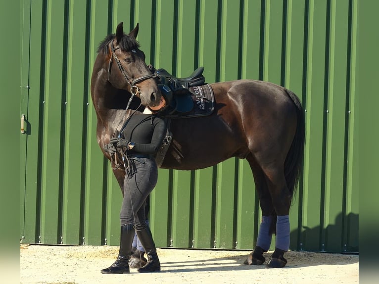 Polnisches Sportpferd Wallach 11 Jahre 170 cm Rappe in Wahlitz