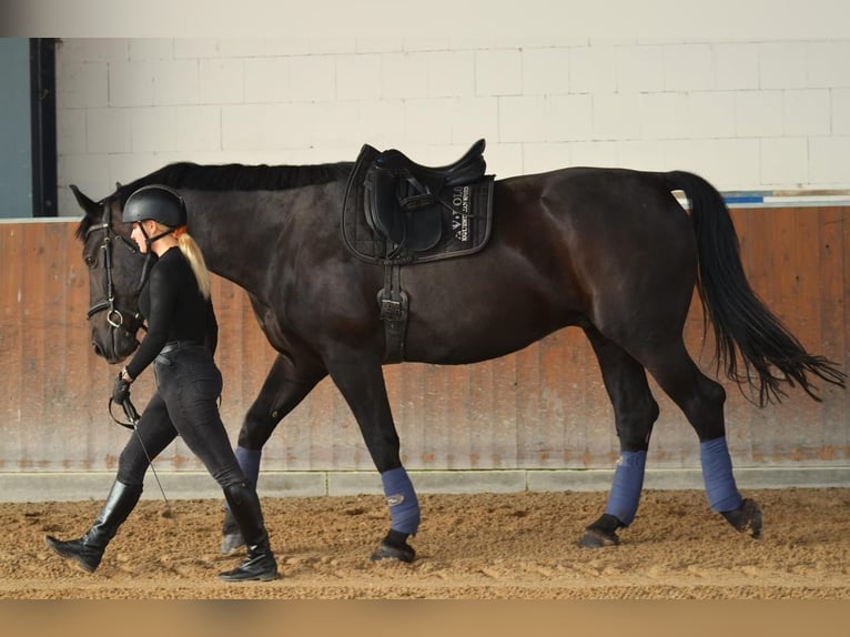 Polnisches Sportpferd Wallach 11 Jahre 170 cm Rappe in Wahlitz