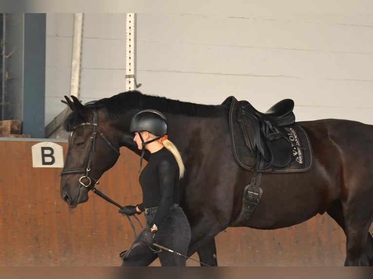 Polnisches Sportpferd Wallach 11 Jahre 170 cm Rappe in Wahlitz