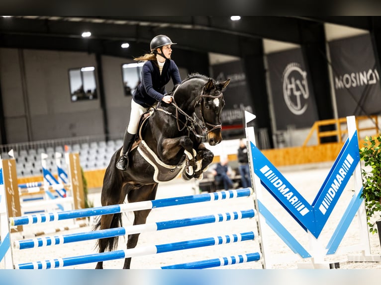 Polnisches Sportpferd Wallach 11 Jahre 178 cm Dunkelbrauner in Poznań