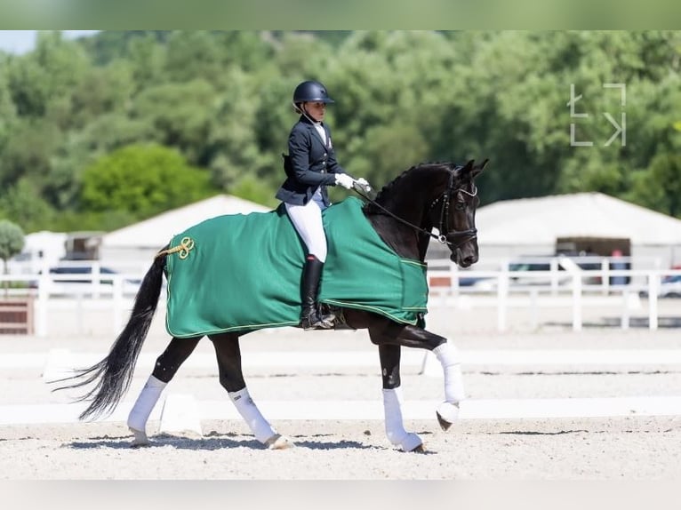 Polnisches Sportpferd Wallach 11 Jahre 180 cm Rappe in Wałbrzych