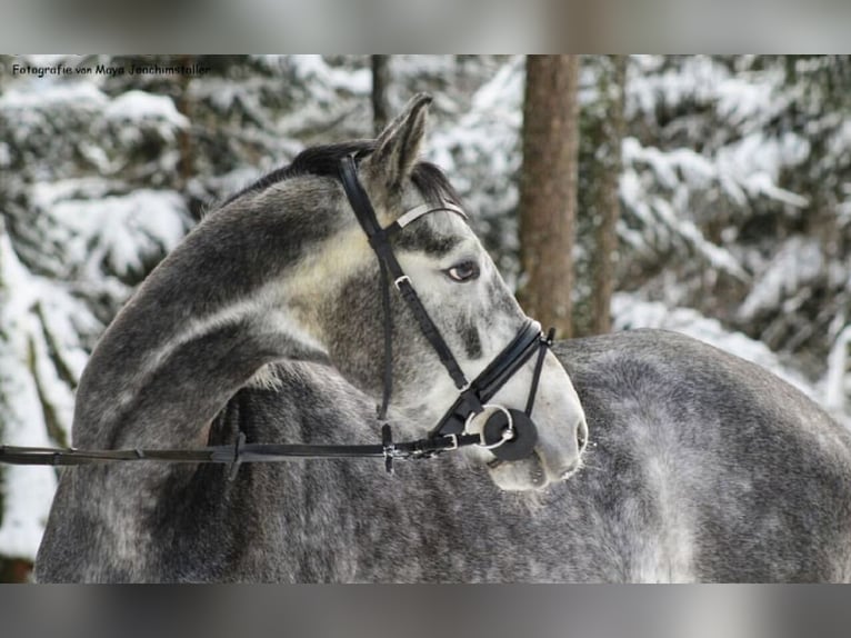 Polnisches Sportpferd Wallach 12 Jahre 159 cm Apfelschimmel in Bodenmais