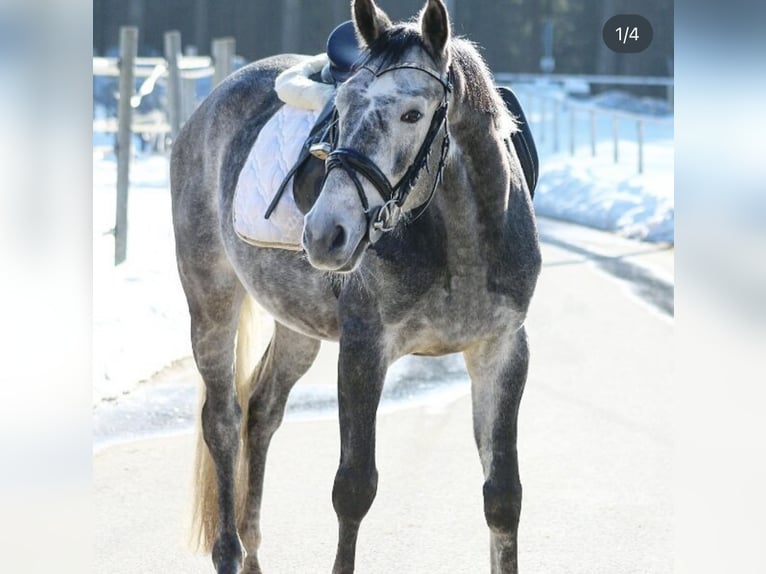 Polnisches Sportpferd Wallach 12 Jahre 159 cm Apfelschimmel in Bodenmais