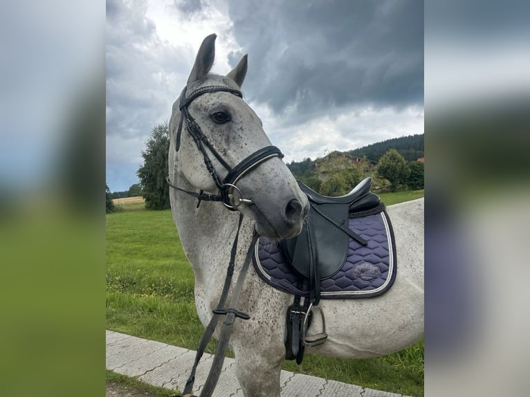 Polnisches Sportpferd Wallach 12 Jahre 159 cm Apfelschimmel in Bodenmais