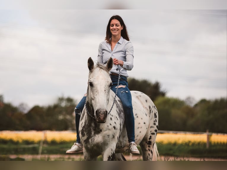 Polnisches Sportpferd Mix Wallach 12 Jahre 164 cm Tigerschecke in Hüttenberg