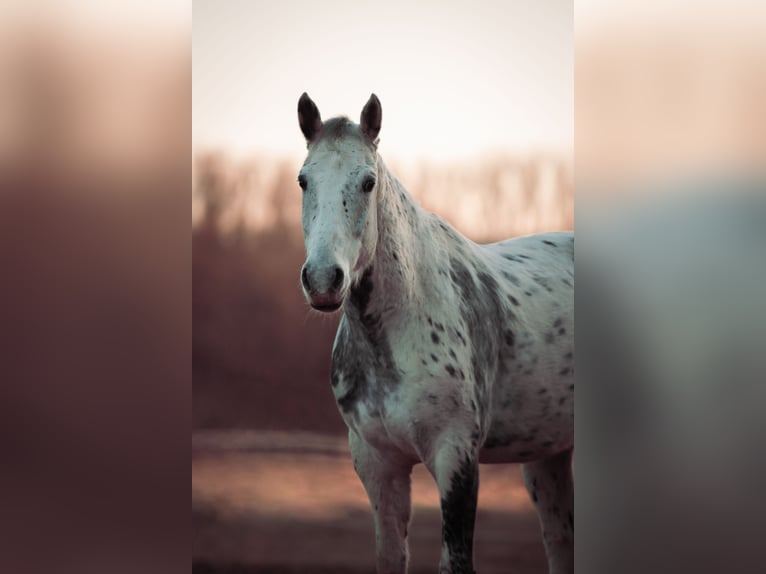 Polnisches Sportpferd Mix Wallach 12 Jahre 164 cm Tigerschecke in Hüttenberg