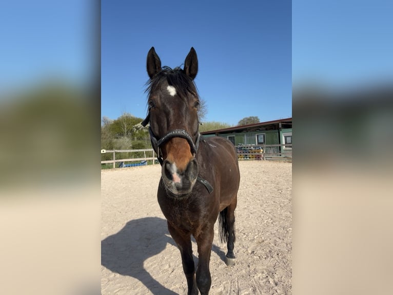 Polnisches Sportpferd Wallach 12 Jahre 165 cm Brauner in Bissingen an der Teck
