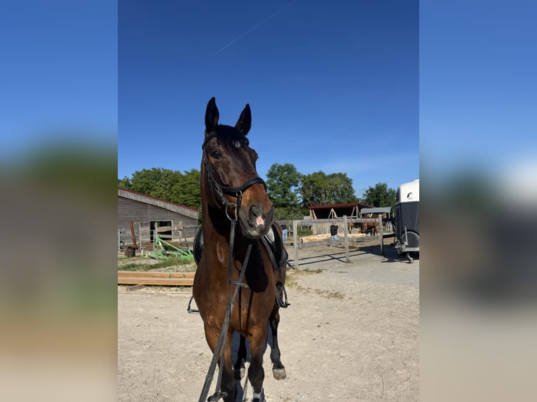 Polnisches Sportpferd Wallach 12 Jahre 165 cm Brauner in Bissingen an der Teck