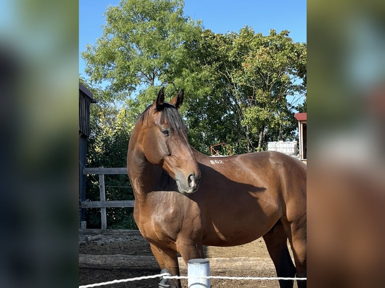 Polnisches Sportpferd Wallach 12 Jahre 165 cm Brauner in Bissingen an der Teck
