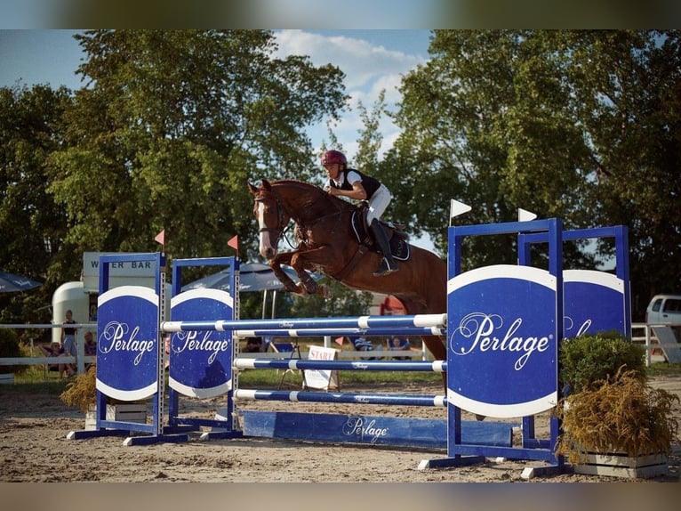Polnisches Sportpferd Wallach 12 Jahre 166 cm Fuchs in Pieseczno