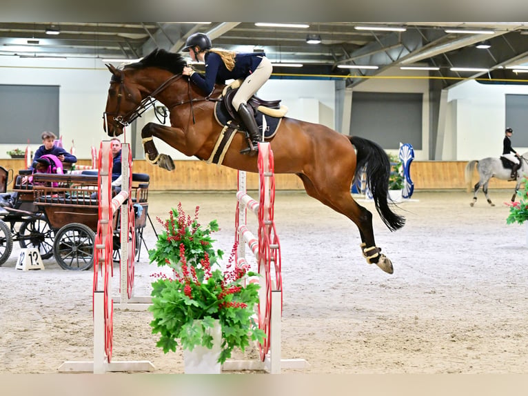 Polnisches Sportpferd Wallach 12 Jahre 168 cm Brauner in Podolszyn