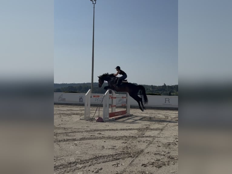 Polnisches Sportpferd Wallach 12 Jahre 168 cm Rotbrauner in Michałowice