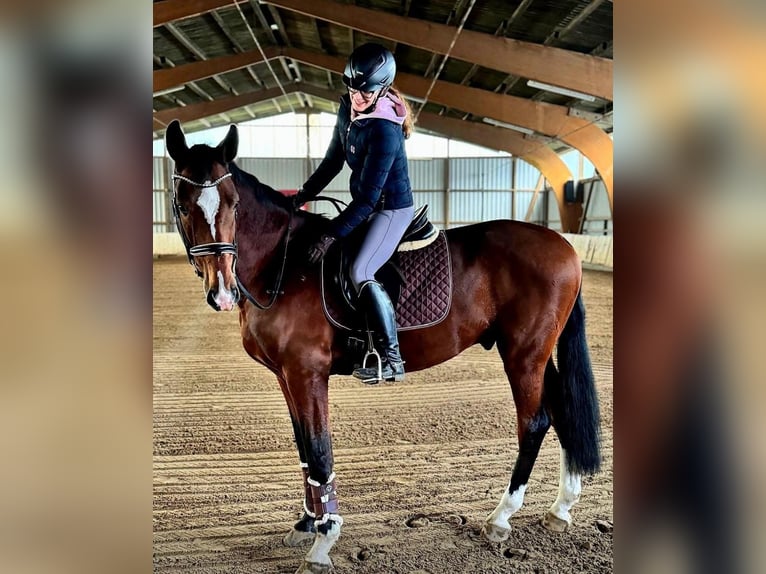Polnisches Sportpferd Wallach 12 Jahre 172 cm Brauner in Alsdorf