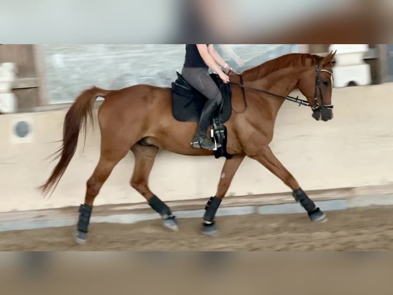 Polnisches Sportpferd Wallach 12 Jahre 175 cm Fuchs in Würzburg