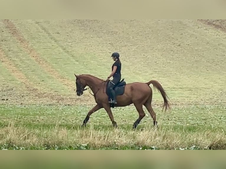 Polnisches Sportpferd Wallach 12 Jahre 175 cm Fuchs in Würzburg