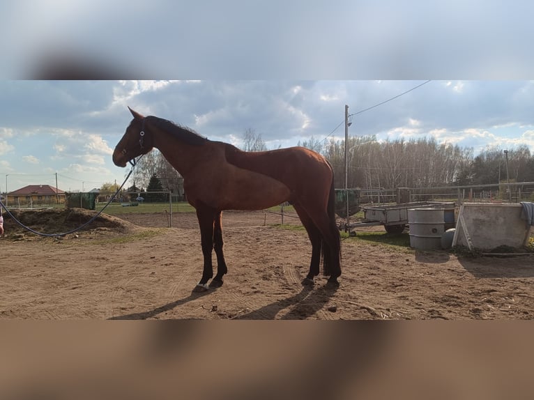 Polnisches Sportpferd Wallach 12 Jahre 180 cm Brauner in Grudziądz