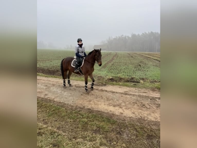 Polnisches Sportpferd Wallach 13 Jahre 156 cm Brauner in Ansbach