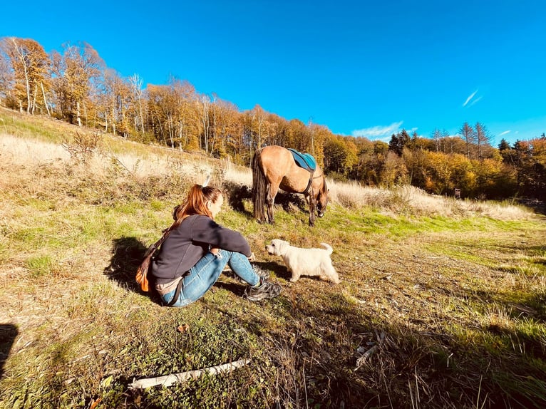 Polnisches Sportpferd Wallach 13 Jahre 156 cm Falbe in Leverkusen