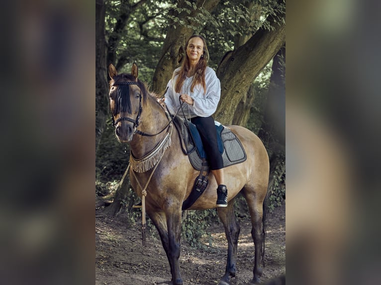 Polnisches Sportpferd Wallach 13 Jahre 156 cm Falbe in Leverkusen