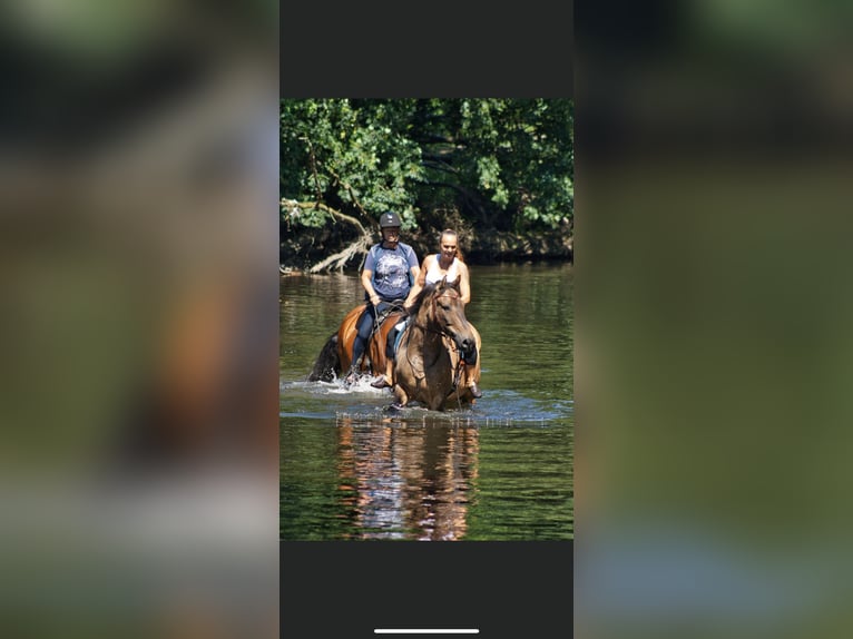 Polnisches Sportpferd Wallach 13 Jahre 156 cm Falbe in Leverkusen