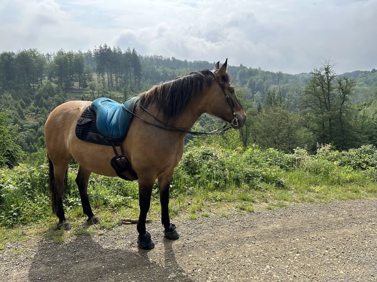 Polnisches Sportpferd Wallach 13 Jahre 156 cm Falbe in Leverkusen