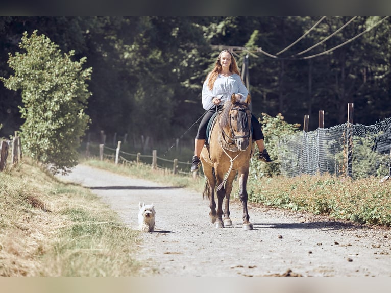 Polnisches Sportpferd Wallach 13 Jahre 156 cm Falbe in Leverkusen