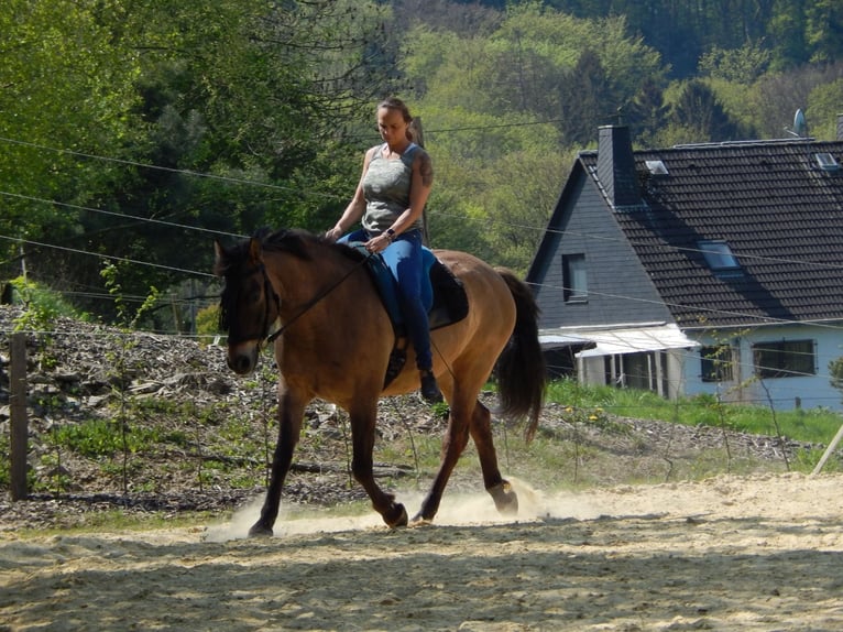 Polnisches Sportpferd Wallach 13 Jahre 156 cm Falbe in Leverkusen
