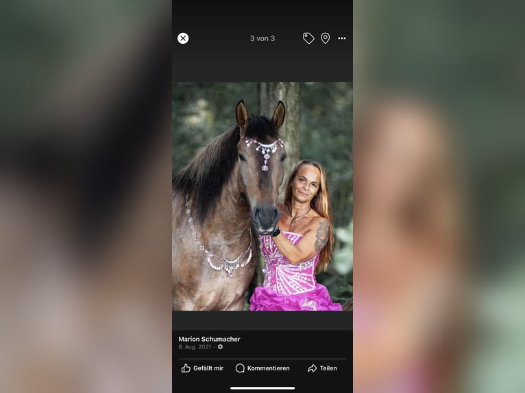 Polnisches Sportpferd Wallach 13 Jahre 156 cm Falbe in Leverkusen