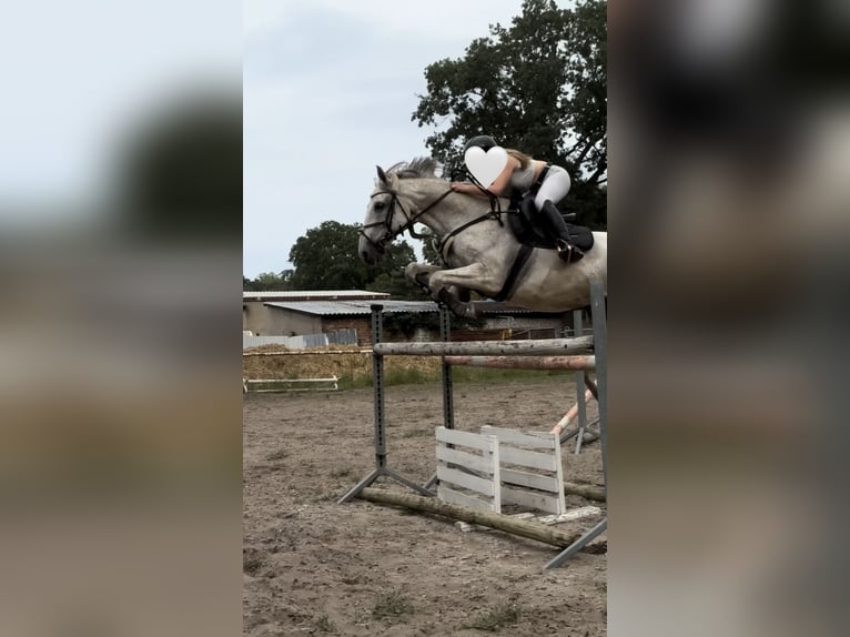 Polnisches Sportpferd Wallach 13 Jahre 165 cm Schimmel in Hohenbocka