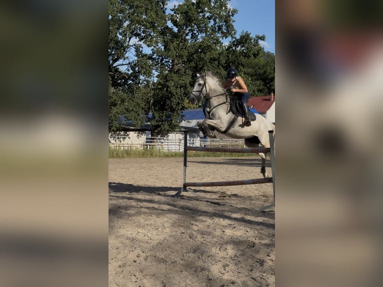 Polnisches Sportpferd Wallach 13 Jahre 165 cm Schimmel in Hohenbocka