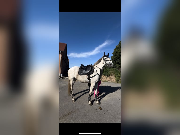 Polnisches Sportpferd Wallach 13 Jahre 165 cm Schimmel in Hohenbocka