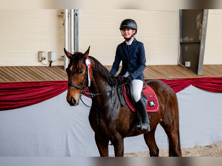 Polnisches Sportpferd Wallach 13 Jahre 167 cm Brauner in Orzesze