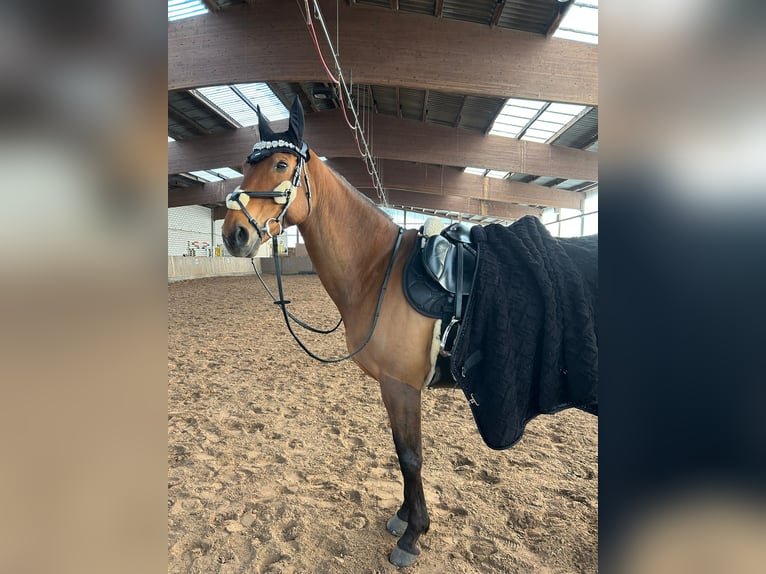 Polnisches Sportpferd Wallach 13 Jahre 168 cm Brauner in Beucha